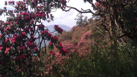 Rhododendron forests... who knew? 