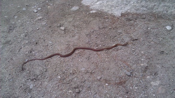 Snakes on the plane? No, just on the trail...