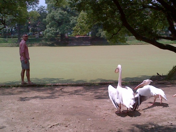 Richard and the real Angry Birds of Nepal--giant pelicans at the zoo.
